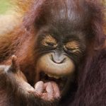 Ученые сравнили эмпатию людей и обезьян по зевоте