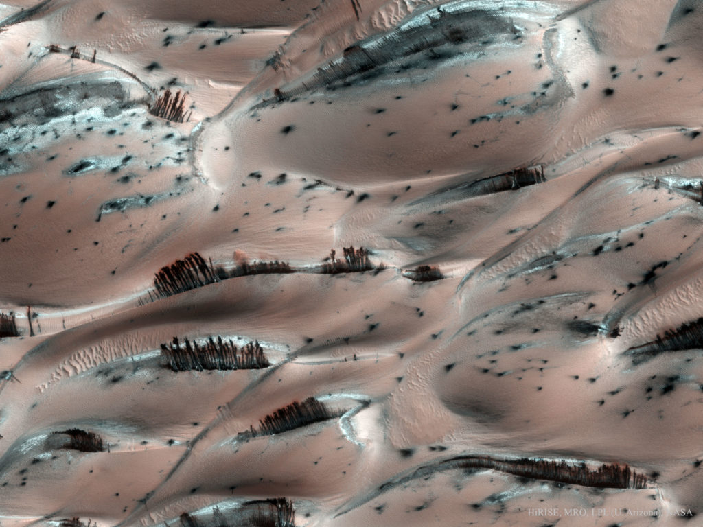 almosttrees_mro_2560