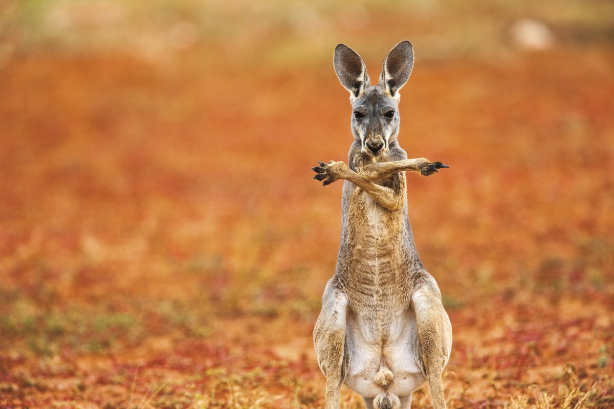 animal-antics-winner-this-red-kangaroo-was-captured-licking-his-forearms-and-paws-to-cool-off-in-the-heat-of-sturt-stony-desert-new-south-wales-australia