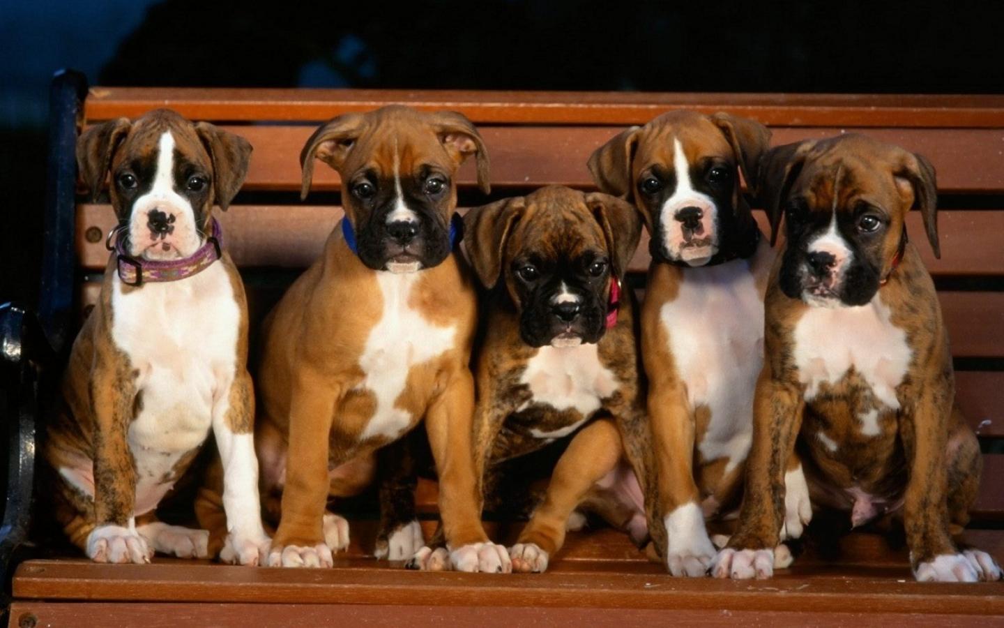 animals_dogs_puppies_boxer_dog_1440x900_1912