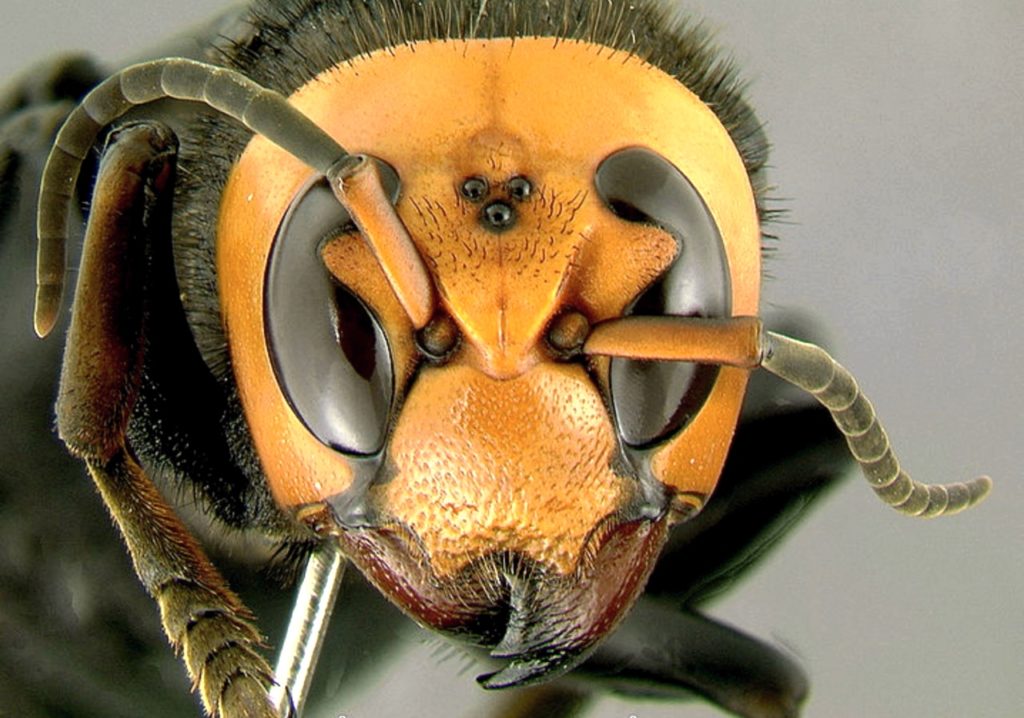 bee