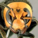 У пчел обнаружился «танец смерти»