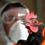 В Канаде зафиксирована первая смерть от птичьего гриппа