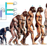 Этапы эволюции: пралюди