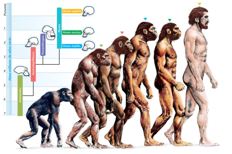 body-Evolution