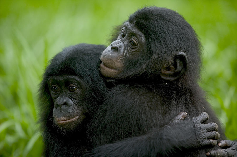 bonobo-orphans-hugging-cyril-ruoso