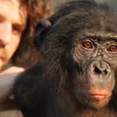 bonobos1_h