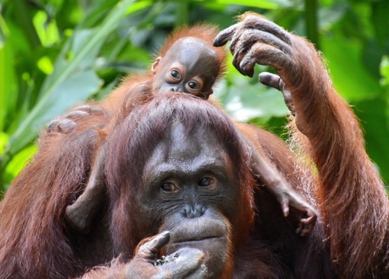 bornean-orangutan