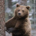 Ученые изучили бурого медведя