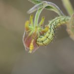Растение защищается от насекомых трупами других насекомых