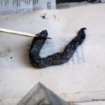 Найденного в Казахстане «серого червя в коконе» отправили на анализ