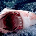 В 2015 году акулы установили рекорд по нападениям на людей