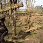 Видео: Шимпанзе напал на беспилотник