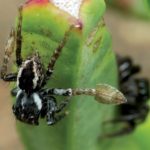 Самцы пауков часами играют с агрессивными самками в «кошки-мышки» ради спаривания