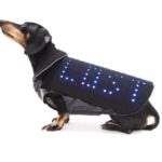 LED-плащ поможет собаке вернуться к хозяину
