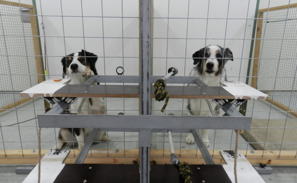 dogs