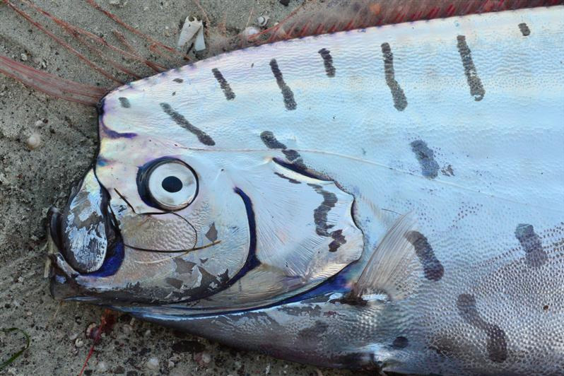 Загадочная глубина: почему глубоководные рыбы выглядят как инопланетные существа (фото)