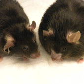 fat-thin-mice