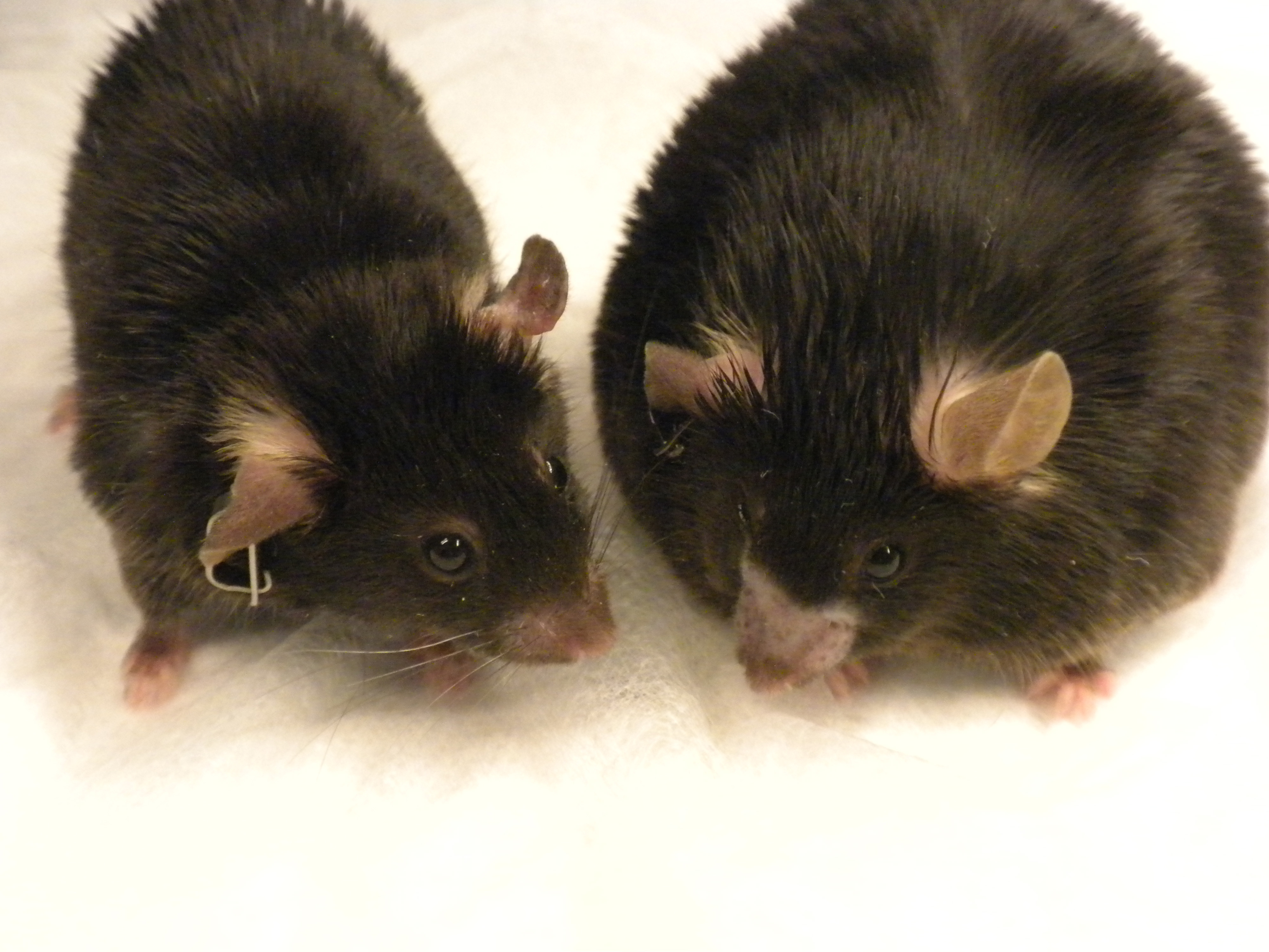 fat-thin-mice