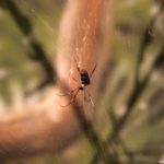 Австралийские ученые обнаружили полезные свойства паучьего яда