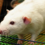Учёным удалось спасти крыс от алкоголизма
