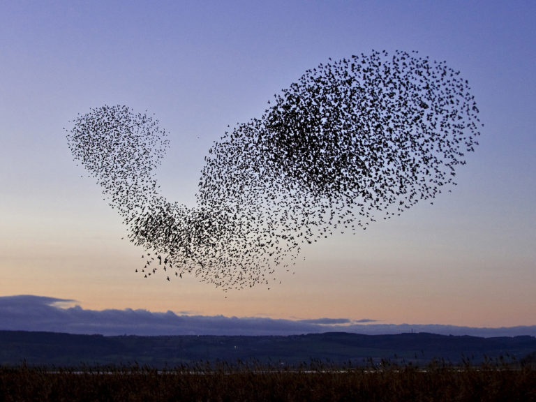 flock_of_starlings