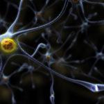 Ученые: нервные клетки восстанавливаются!