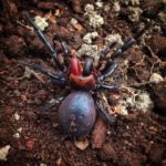 Ученые поймали паука-«дракулу» с красными клыками