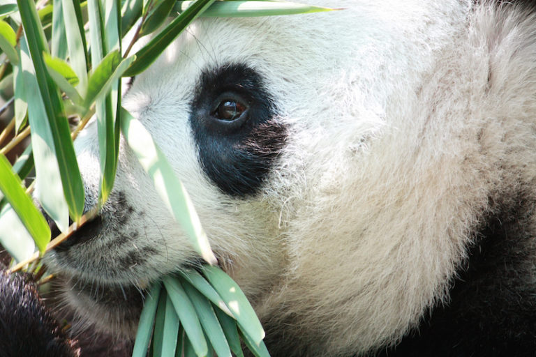 giant-panda-bamboo