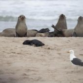 gull-sleeping-seal