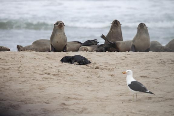 gull-sleeping-seal