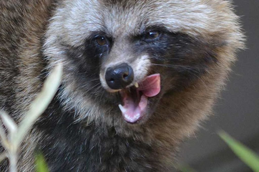 header-articles_raccoon-dog_GalleryLarge