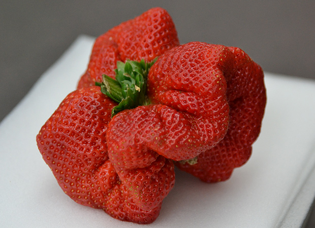 heaviest-strawberry-close-up_tcm25-378933