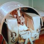 5 историй: Полеты животных в космос