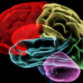 human-brain-zones-colorful-graphic