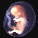Наука продвинулась в деле создания человеческого эмбриона