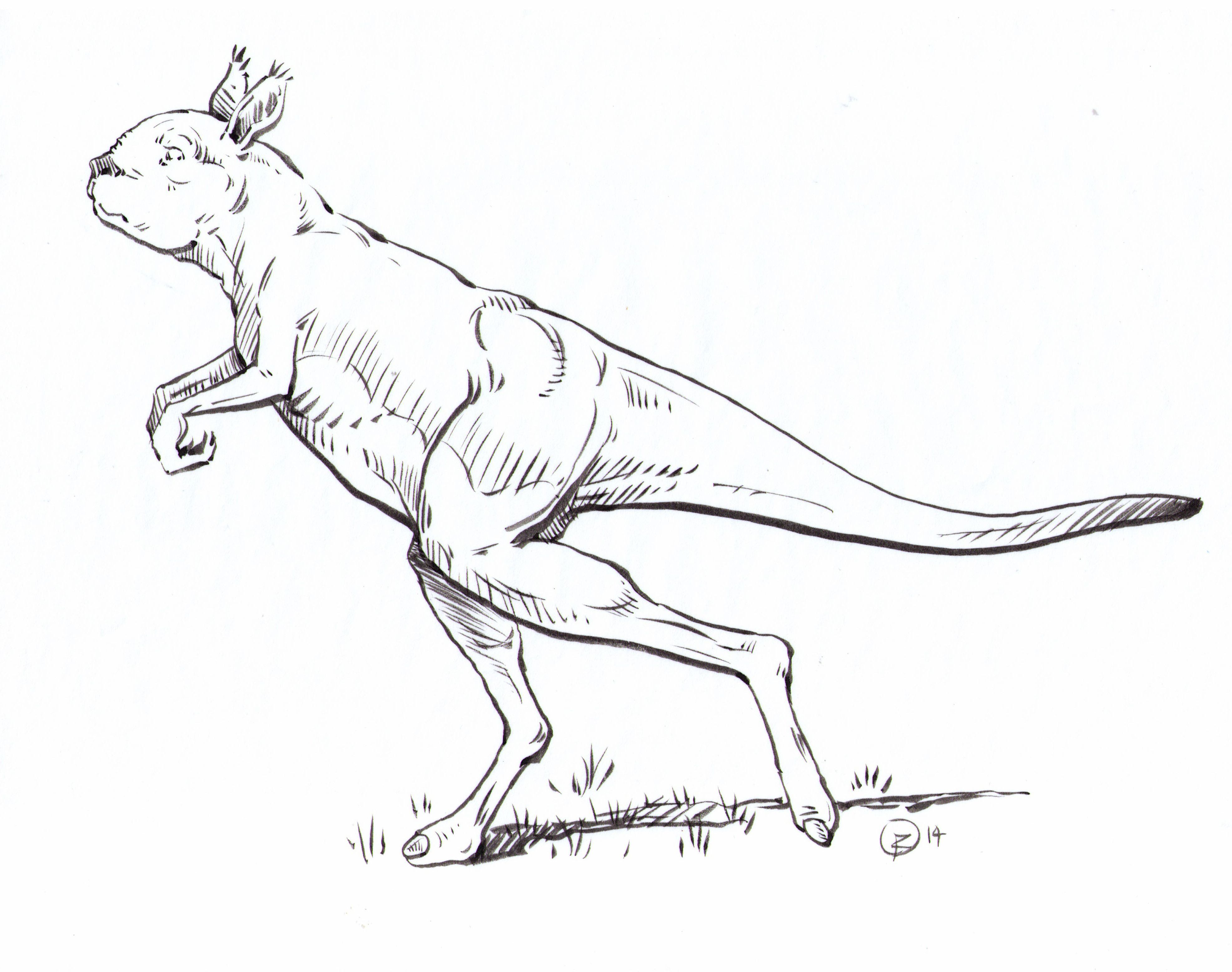 image-of-the-vintage-kangaroo
