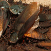 image_3505-Cuban-Burrowing-Cockroach