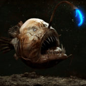 рыба с фонариком