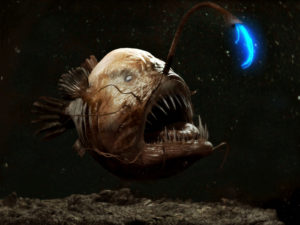 рыба с фонариком