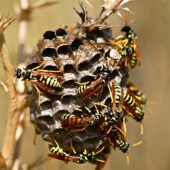 it-wasp-swarm-186660_1280