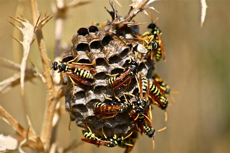 it-wasp-swarm-186660_1280