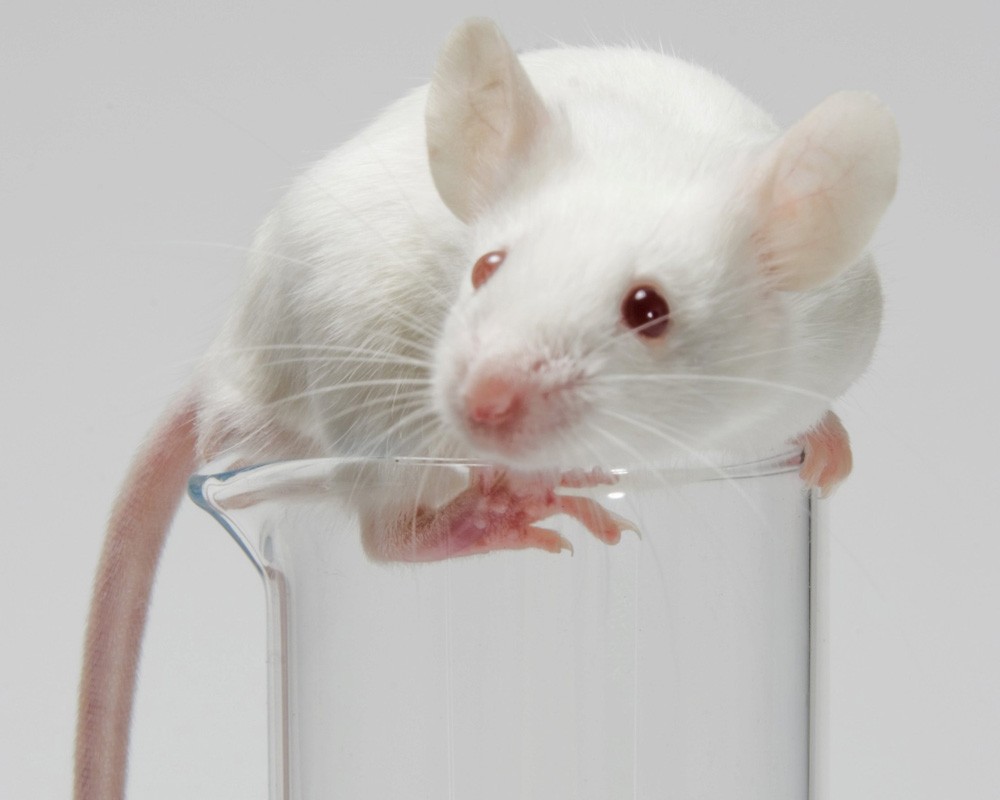 japanese-scientists-have-cloned-a-mouse-from-a-single-drop-of-blood