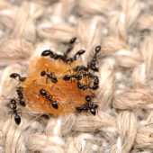 little-black-ants-800x533