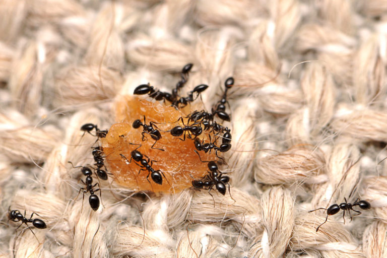 little-black-ants-800x533