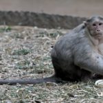 Генетически модифицированные обезьяны-аутисты передают свою болезнь по наследству