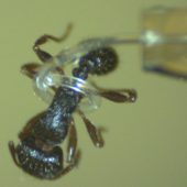 micro-tentacle-ant
