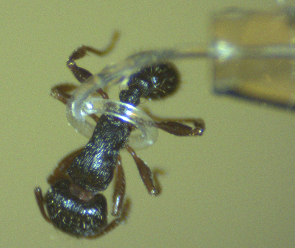 micro-tentacle-ant