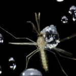 Ученые поняли, как комары летают под дождем
