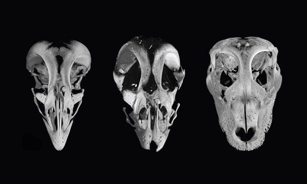 nature-three-skull